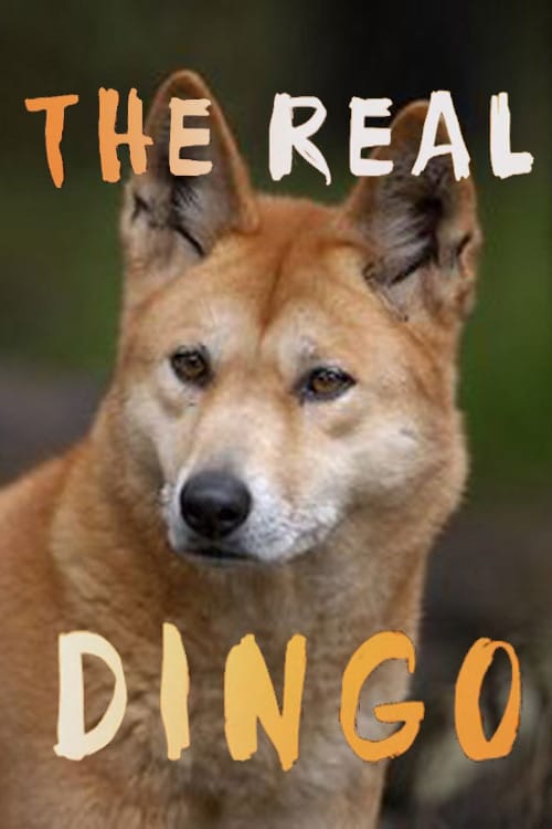 The real Dingo